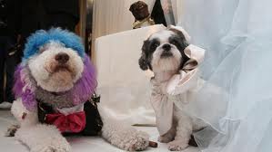 DOG and PUPPY LOVE, WEDDING and MARRIAGE