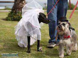 DOG and PUPPY LOVE, WEDDING and MARRIAGE