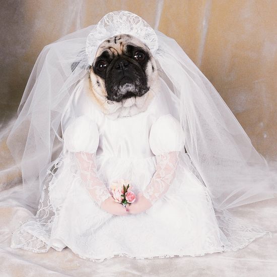 DOG and PUPPY LOVE, WEDDING and MARRIAGE