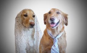 DOG and PUPPY LOVE, WEDDING and MARRIAGE