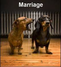 DOG and PUPPY LOVE, WEDDING and MARRIAGE