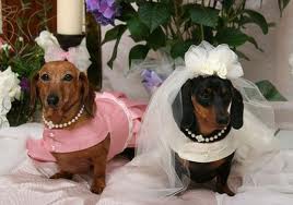 DOG and PUPPY LOVE, WEDDING and MARRIAGE