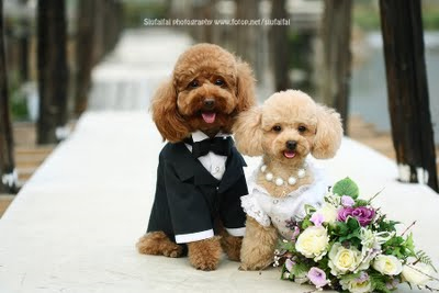 DOG and PUPPY LOVE, WEDDING and MARRIAGE