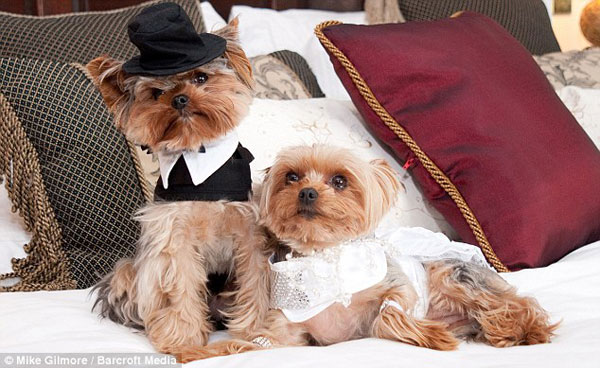 DOG and PUPPY LOVE, WEDDING and MARRIAGE