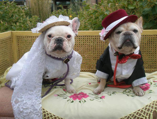 DOG and PUPPY LOVE, WEDDING and MARRIAGE