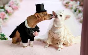 DOG and PUPPY LOVE, WEDDING and MARRIAGE