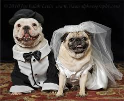 DOG and PUPPY LOVE, WEDDING and MARRIAGE