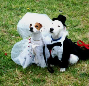 DOG and PUPPY LOVE, WEDDING and MARRIAGE