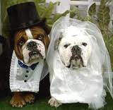 DOG and PUPPY LOVE, WEDDING and MARRIAGE