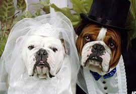 DOG and PUPPY LOVE, WEDDING and MARRIAGE