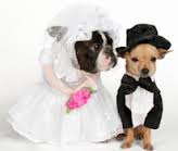 DOG and PUPPY LOVE, WEDDING and MARRIAGE