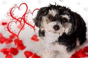 VALENTINE DOG and PUPPY CARDS and GIFTS, LOVE, WEDDING and MARRIAGE