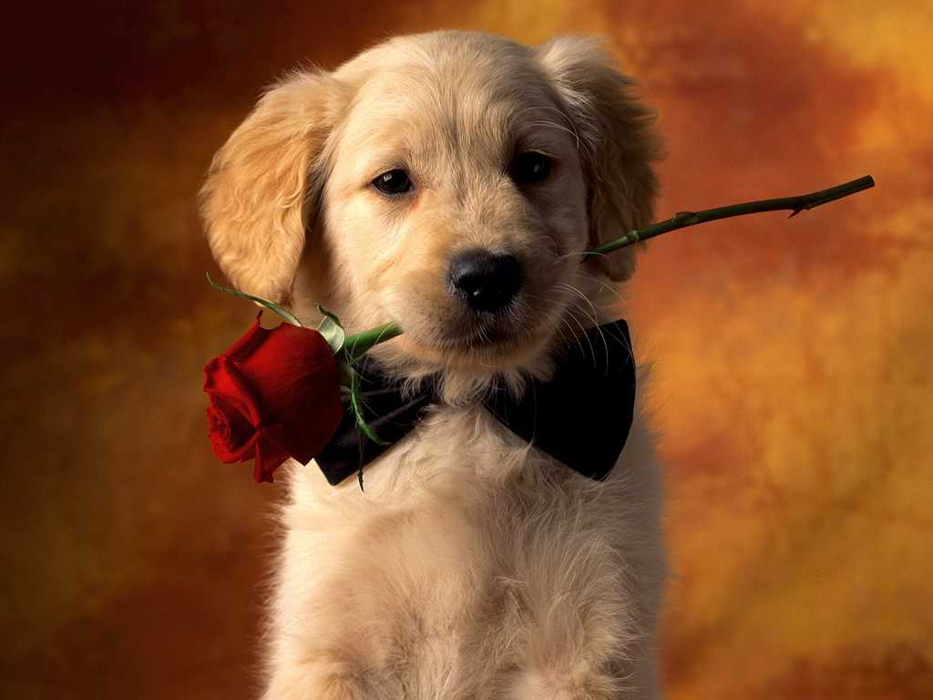 VALENTINE DOG and PUPPY CARDS and GIFTS, LOVE, WEDDING and MARRIAGE