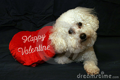 VALENTINE DOG and PUPPY CARDS and GIFTS, LOVE, WEDDING and MARRIAGE