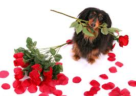 VALENTINE DOG and PUPPY CARDS and GIFTS, LOVE, WEDDING and MARRIAGE