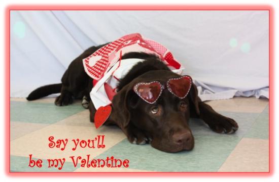 VALENTINE DOG and PUPPY CARDS and GIFTS, LOVE, WEDDING and MARRIAGE