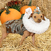 DOG COSTUME