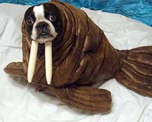 DOG COSTUME