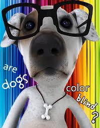 DOG VISION and EYES