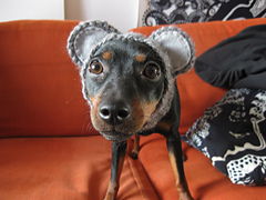 DOG COSTUME