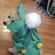 DOG COSTUME