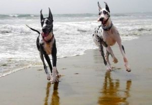 DOG BEACH