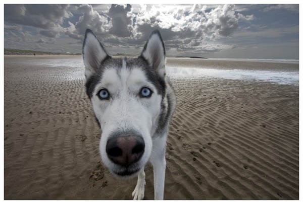 DOG BEACH