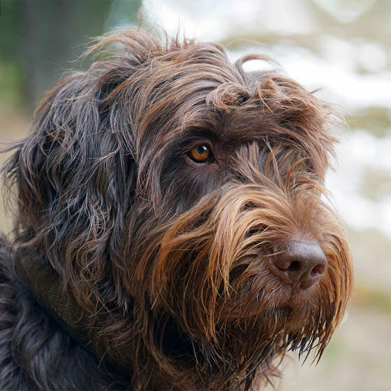 DOG BEARDS, BEARDED DOGS BREEDS