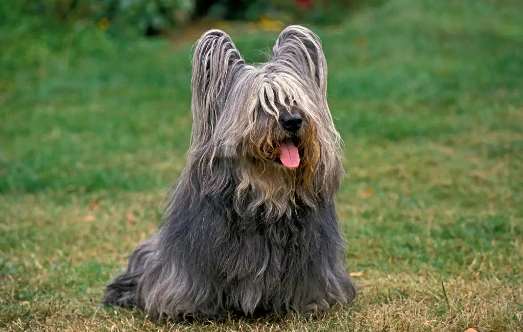 DOG BEARDS, BEARDED DOGS BREEDS