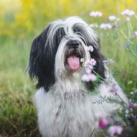 DOG BEARDS, BEARDED DOGS BREEDS