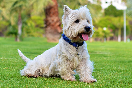 DOG BEARDS, BEARDED DOGS BREEDS