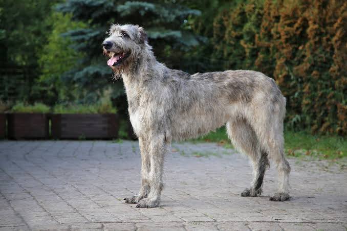 DOG BEARDS, BEARDED DOGS BREEDS