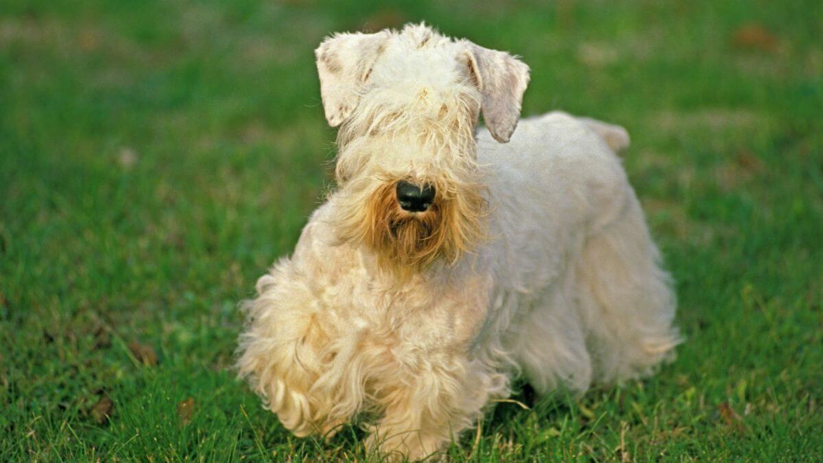 DOG BEARDS, BEARDED DOGS BREEDS