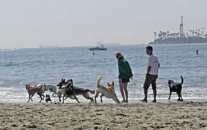 DOG BEACH