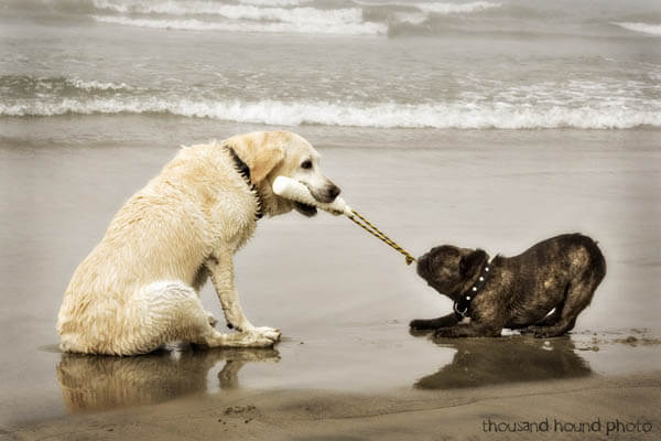 DOG at BEACH