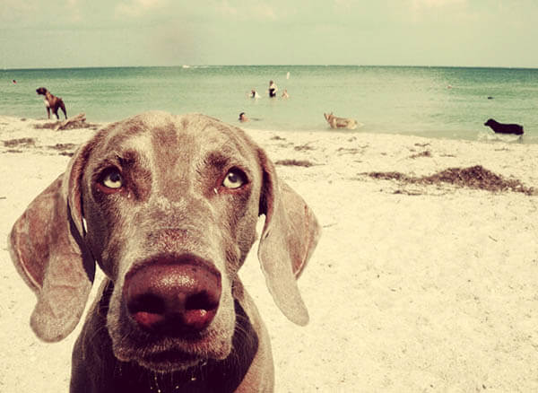 DOG BEACH SEASHORE