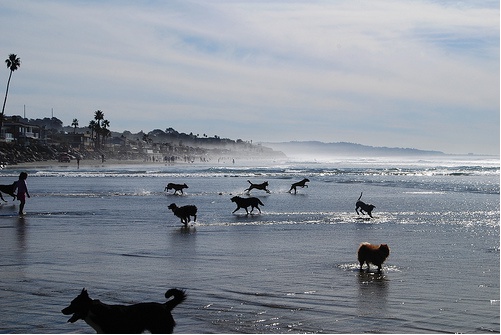 BEACH DOG