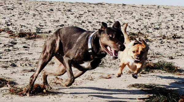 DOGS AT BEACH