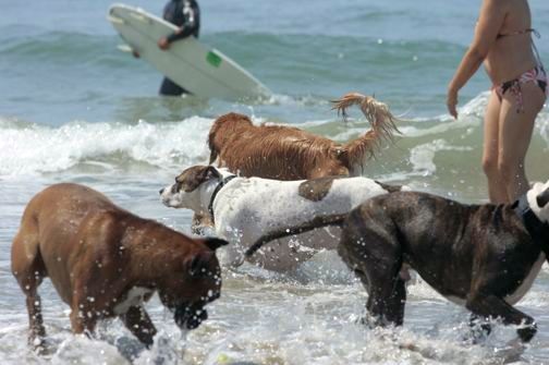 DOGS AT BEACH