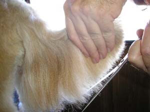 DOG and PUPPY haircut