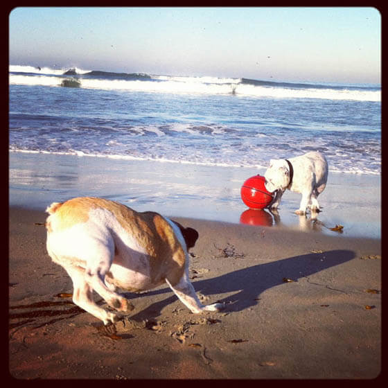 DOG SEASHORE