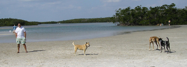 DOG BEACH