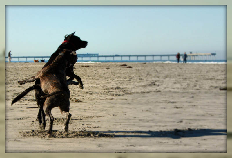 DOG SEASHORE