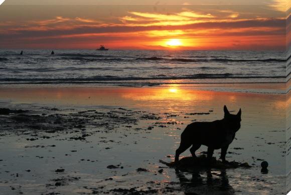 DOG SEASHORE