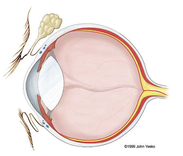 DOG EYE STRUCTURE