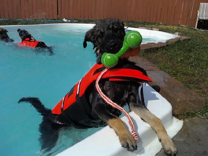 Teach Your Dog and Puppy to Swim!