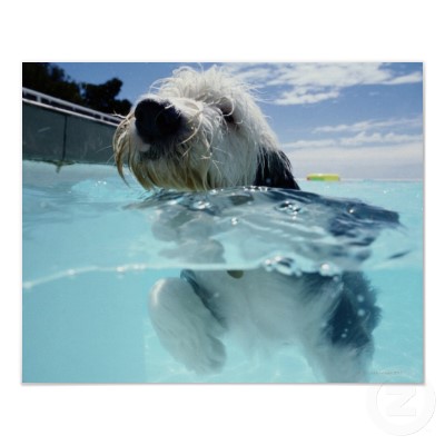 Dog Pools, Underwater Dogs and Puppies