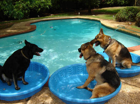 Dog Party Pools