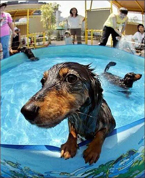 dog pools