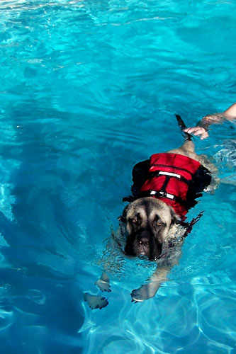 Teach Your Dog and Puppy to Swim!